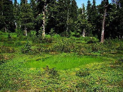 small sedge marsh in mountain meadow, Lookout Mountain saddle, Whatcom County, Washington