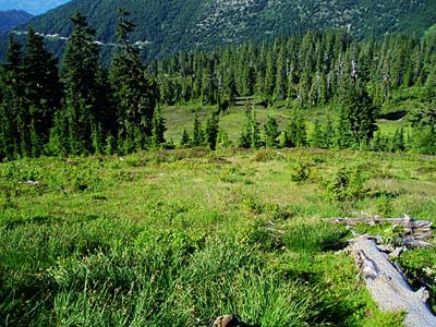 summit meadow, Lookout Mountain, Whatcom County, Washington