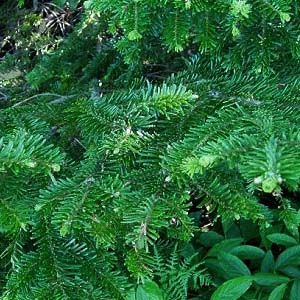 Pacific silver fir Abies amabilis foliage, Lookout Mountain summit, Whatcom County, Washington