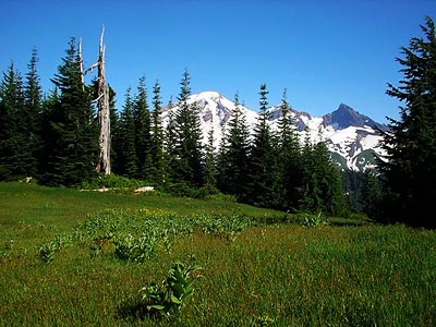 summit meadow, Lookout Mountain, Whatcom County, Washington