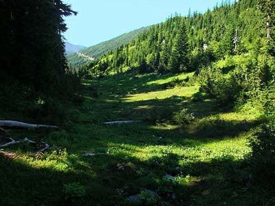 meadow and clearcut, Lookout Mountain saddle, Whatcom County, Washington