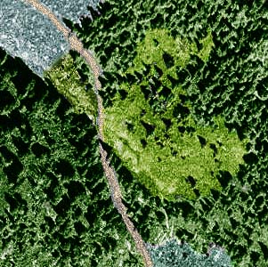 1994 aerial photo showing forest, meadow and clearcut, Lookout Mountain saddle, Whatcom County, Washington