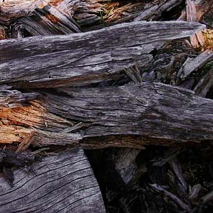 dead wood, summit meadow, Lookout Mountain, Whatcom County, Washington
