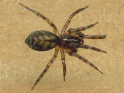 spider Cryphoeca exlineae female, Lynndale Park, Lynnwood, Snohomish County, Washington