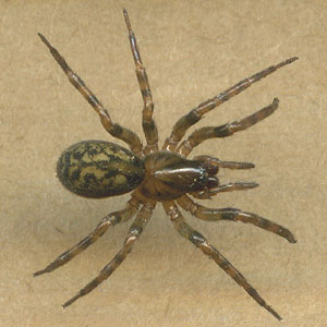 spider Cybaeus reticulatus juvenile, Lynndale Park, Lynnwood, Snohomish County, Washington