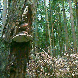 shelf fungus on tree trunk, Lynndale Park, Lynnwood, Snohomish County, Washington