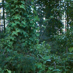 English ivy Hedera helix on tree trunk, Lynndale Park, Lynnwood, Snohomish County, Washington