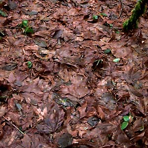 bigleaf maple leaf litter Acer macrophyllum, Lynndale Park, Lynnwood, Snohomish County, Washington