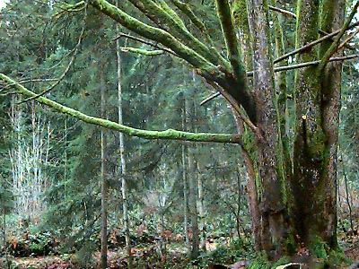 bigleaf maple tree Acer macrophyllum, Lynndale Park, Lynnwood, Snohomish County, Washington