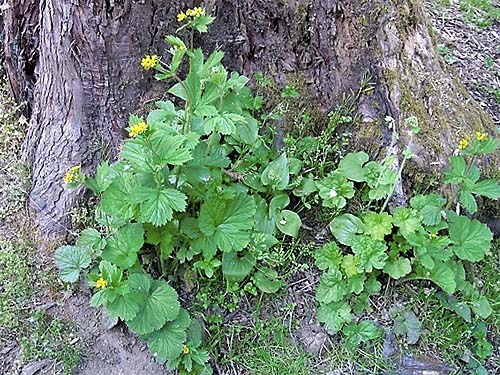 buttercup, probably Ranunculus occidentalis, Lyre River Campground, Clallam County, Washington
