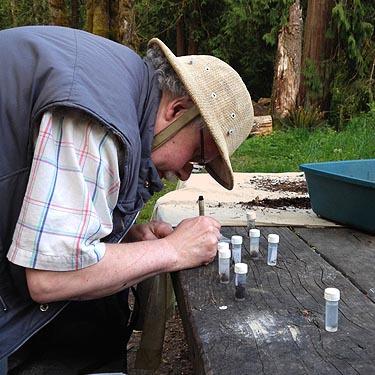 Rod Crawford labeling spider specimens, Lyre River Campground, Clallam County, Washington