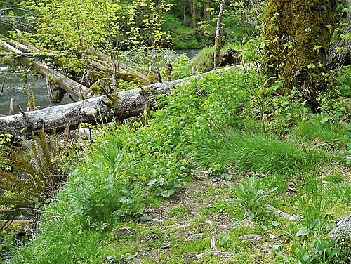 lush riparian habitats at Lyre River Campground, Clallam County, Washington