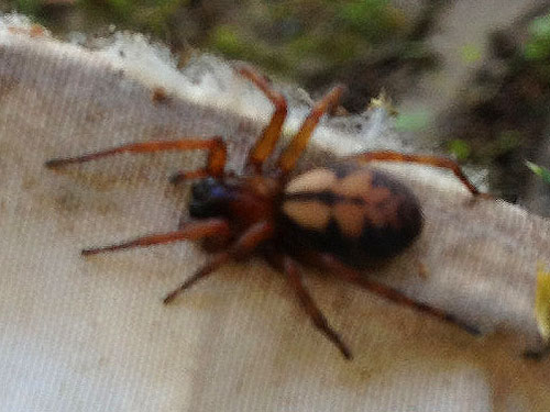 Callobius pictus amaurobiid spider from outhouse, Lyre River Campground, Clallam County, Washington