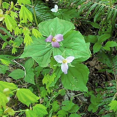 purple & white trilliums, Trillium ovatum, Lyre River Campground, Clallam County, Washington