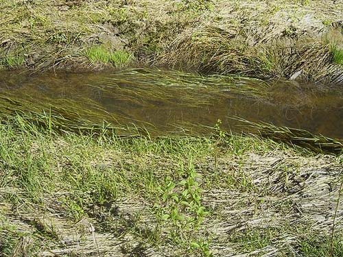 brook that drains marsh on Mallardy Road, Snohomish County, Washington