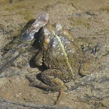 western toad, Bufo boreas, marsh on Mallardy Road, Snohomish County, Washington