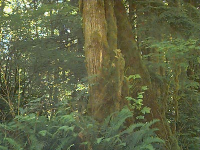 bigleaf maple, Acer macrophyllum trunk, Middle Fork Snoqualmie River, Washington