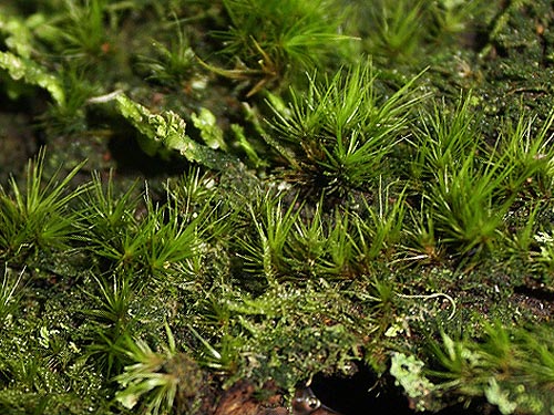 moss on tree bark, McCormick Forest Park, Pierce County, Washington