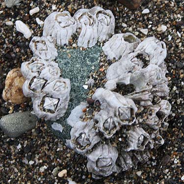 barnacles on beach, Purdy Sand Spit, Henderson Bay, Pierce County, Washington