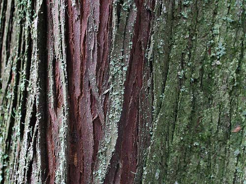 bark of western red cedar Thuja plicata, McCormick Forest Park, Pierce County, Washington