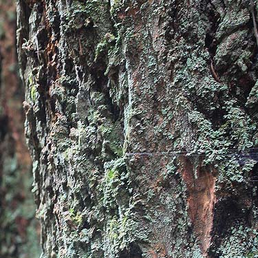 bark of western hemlock Tsuga heterophylla, McCormick Forest Park, Pierce County, Washington