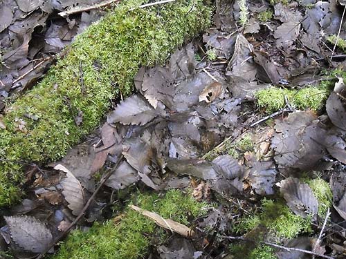 alder leaf litter, McCormick Forest Park, Pierce County, Washington