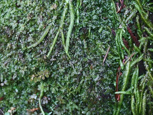 liverworts on log bark, McCormick Forest Park, Pierce County, Washington