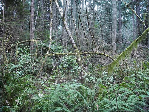 typical seral forest habitat, McCormick Forest Park, Pierce County, Washington