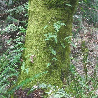 mossy maple trunk, McCormick Forest Park, Pierce County, Washington