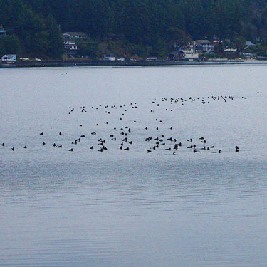 Water birds (Feb. 10) at Purdy Sand Spit, Henderson Bay, Pierce County, Washington