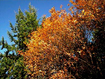 fall colored bigleaf maple foliage, Acer macrophyllum, Centralia Canal, McKenna, Washington