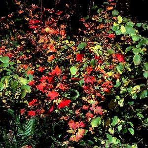 fall colored vine maple Acer circinatum, Centralia Canal, McKenna, Washington