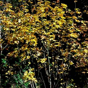 fall colored vine maple Acer circinatum, Centralia Canal, McKenna, Washington