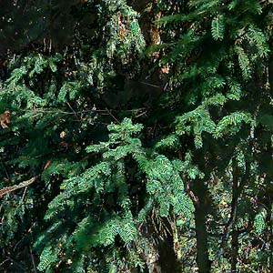 Douglas-fir foliage Pseudotsuga menziesii, Centralia Canal, McKenna, Washington