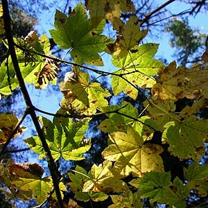 vine maple leaves Acer circinatum, Centralia Canal, McKenna, Washington