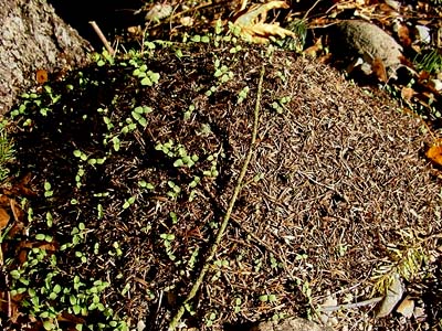 western thatching ant mound Formica obscuripes, Centralia Canal, McKenna, Washington