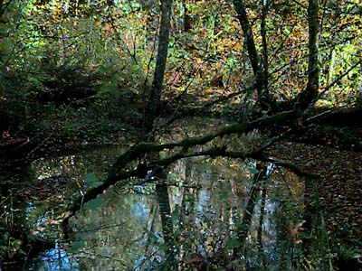 pond in woods, Centralia Canal, McKenna, Washington