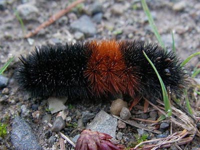 common woolly bear larva Pyrrharctia isabella, Centralia Canal, McKenna, Washington