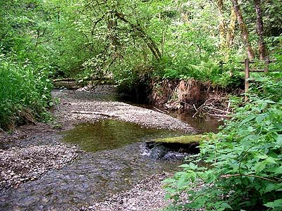 McLane Creek, McLane Creek Nature Trail, Thurston County, Washington
