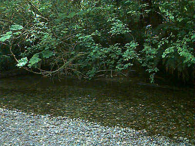 McLane Creek, McLane Creek Nature Trail, Thurston County, Washington