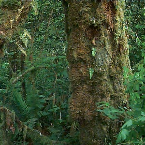 mossy trunk of bigleaf maple Acer macrophyllum, McLane Creek Nature Trail, Thurston County, Washington