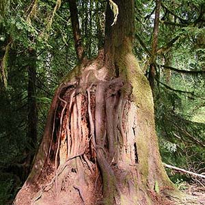 nurse stump, McLane Creek Nature Trail, Thurston County, Washington