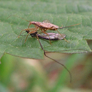 assassin bug Reduviidae preys on crane fly Tipulidae, McLane Creek Nature Trail, Thurston County, Washington
