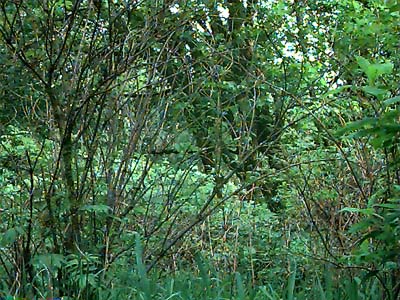 forest understory and bigleaf maple Acer macrophyllum, McLane Creek Nature Trail, Thurston County, Washington