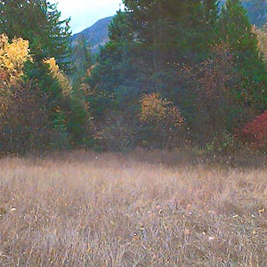 meadow and forest, White River, Chelan County, Washington