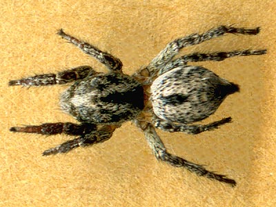 jumping spider Habronattus superciliosus female, Methow River near Pateros, Okanogan County, Washington