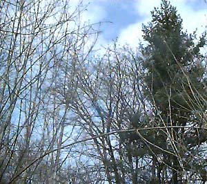 Early spring deciduous trees in greenbelt near Kent, Washington