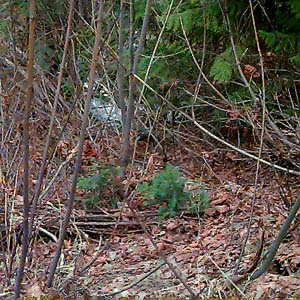 small bigleaf maple Acer macrophyllum, Mill Creek at Mountain Home Road, Chelan County, Washington