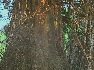 Giant red cedar, Thuja plicata, West Fork Miller River, Washington