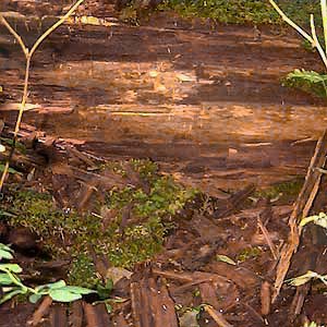 Decayed log by West Fork Miller River, Washington
